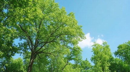 Obraz premium Lush Green Trees Against a Clear Blue Sky in a Serene Natural Environment