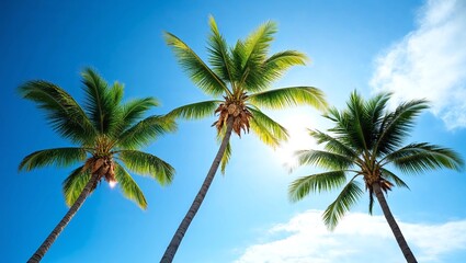 coconut palm tree and blue sky 
