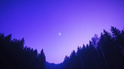 Serene Night Sky Over Dark Forest with Moon Illuminating Stars Above