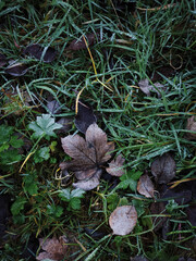 Frost covering autumn leaves and green grass in chamonix, france