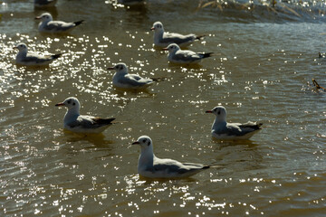 Seagulls Floating in Sparkling Sunlit Water