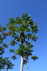 Tall green papaya trees in bloom with fruits on hawaii island