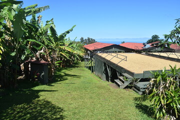 A traditional Kona Coffee farm on the Big Island of Hawaii