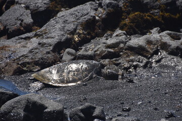 The large sea turtles on the black lava sand on a beach on the Big Island of Hawaii