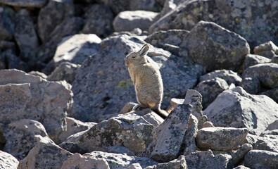 Southern Viscacha sitting on a rock, Peru
