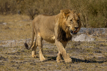 Naklejka premium Male lion walking in Moremi Game Reserve, Botswana