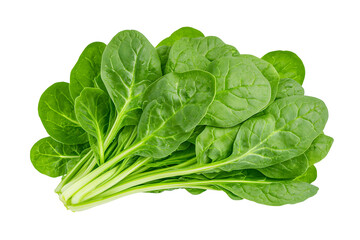 Fototapeta premium A bunch of fresh spinach leaves, isolated on white background