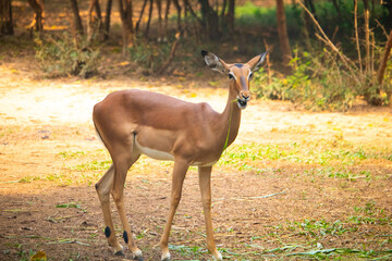 Impala on grass in forest, Impala eating grass