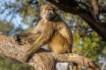 Chacma baboon sitting on tree branch in Moremi Game Reserve, Botswana