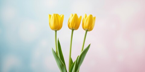 Fototapeta premium Three Yellow Tulips on a Pastel Background, a Symbol of Springtime Freshness and Delicate Beauty