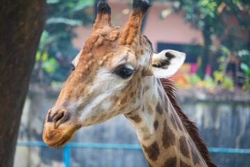 Giraffe eating leaves from tree in garden Close View