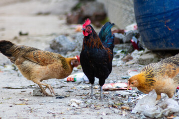 Cock eating dirty on road, Cock walking on road, Hen eating