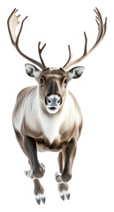 Naklejka premium PNG A caribou in mid-run background wildlife antlers.