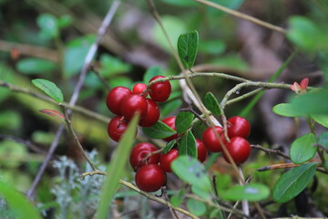 Obraz premium red ripe lingonberries hanging on a branch in the forest