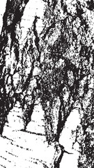 Black tree bark texture. Bark on a white background. Old tree background vector, wooden, grunge texture.