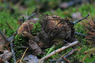 two white boletus mushrooms growing on green moss in late summer