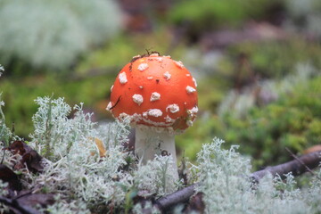 fly agaric mushroom grows in white moss