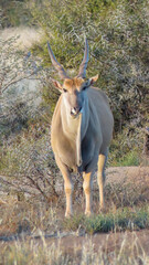 Chewing the cud. Portrait of a Common Eland (Taurotragus oryx), Mountain Zebra National Park.