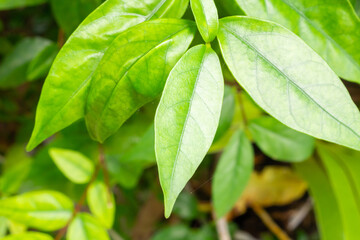 Natural plant green leaf in garden environment ecology background
