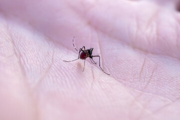 Aedes aegypti mosquitoes on human hand