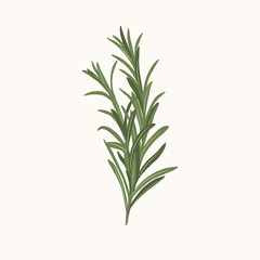 Flat vector rosemary branch illustration