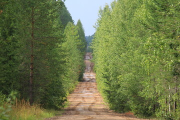 Dirt road in the forest after rain in late summer