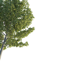 Obraz premium Acer tree corner 4k png cutout isolate