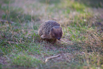 A hedgehog walks in a field on the green grass. Lies basking in the sun. Copy space
