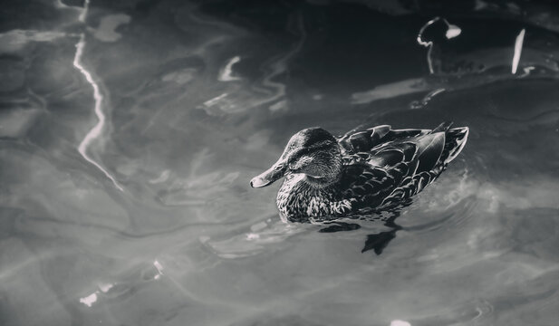 A duck bathes in the water. Drake on a lake waiting for food. 
