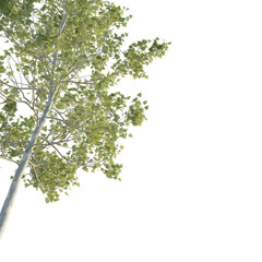 American Sycamore tree corner 4k png cutout isolate