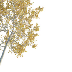 American Sycamore autumn tree corner 4k png cutout isolate