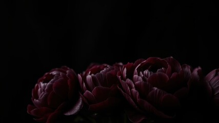 Darkly Romantic Bouquet of Deep Crimson Blooms Against Black Background