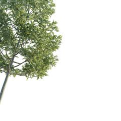 Fraxinus  tree corner 4k png cutout isolate