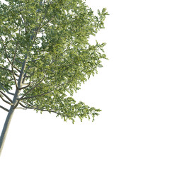 Fraxinus  tree corner 4k png cutout isolate