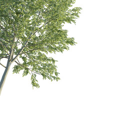 Fraxinus  tree corner 4k png cutout isolate