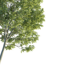 Obraz premium Fraxinus tree corner 4k png cutout isolate