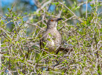 Curve-billed Thrasher