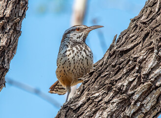 Cactus Wren