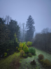 Fog covering trees and bushes in chamonix mont blanc in autumn November