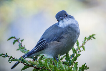 Fire-eyed diucon (pyrope) on a branch in Patagonia