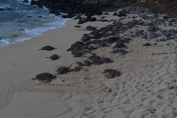 A large bale of big sea turtles gathered on the beach on Maui Island, Hawaii