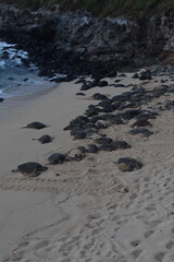 A large bale of big sea turtles gathered on the beach on Maui Island, Hawaii