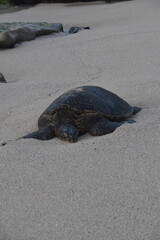 A large bale of big sea turtles gathered on the beach on Maui Island, Hawaii