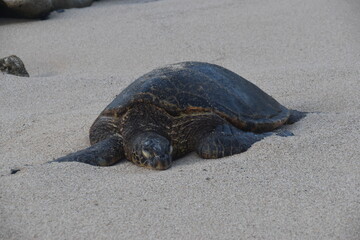 A large bale of big sea turtles gathered on the beach on Maui Island, Hawaii