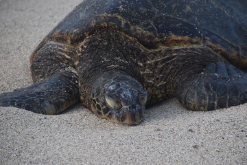 A large bale of big sea turtles gathered on the beach on Maui Island, Hawaii