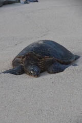 A large bale of big sea turtles gathered on the beach on Maui Island, Hawaii