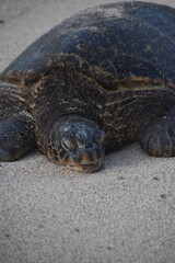 A large bale of big sea turtles gathered on the beach on Maui Island, Hawaii