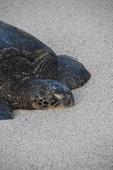 A large bale of big sea turtles gathered on the beach on Maui Island, Hawaii