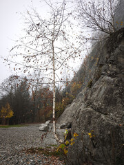 Birch tree growing near rocky mountain in chamonix, france during autumn November