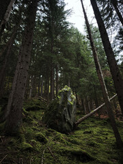 Mossy rock standing in lush forest in chamonix, france November